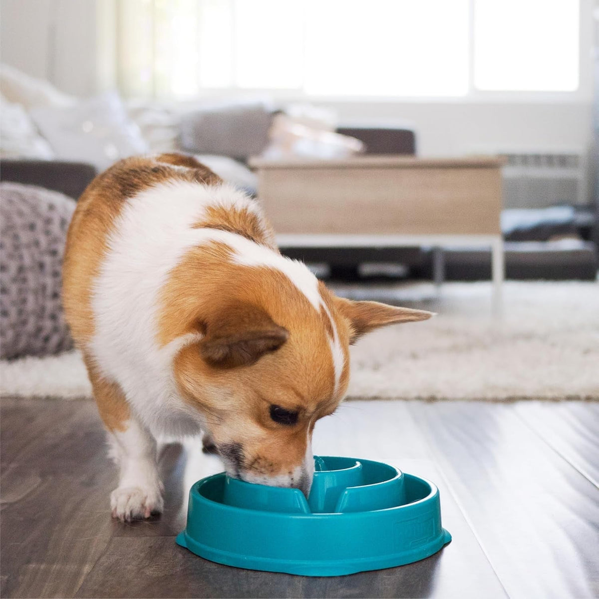 Fun Feeder Slo Bowl, Slow Feeder Dog Bowl, Medium/Mini, Turquoise